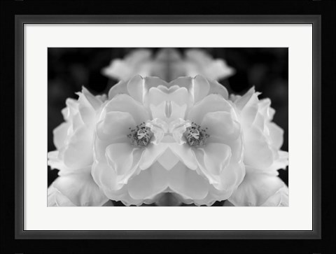 Framed Twin Rose 1 Print