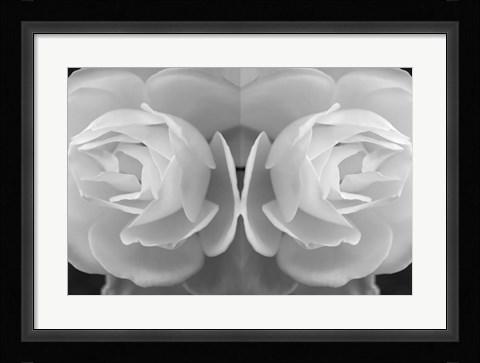 Framed Twin Rose 8 Print