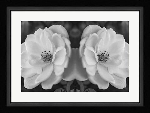Framed Twin Rose 26 Print