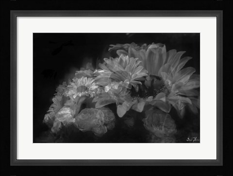 Framed Pedals Of White Print