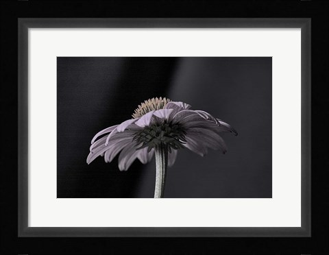 Framed Echnachia 2 Print