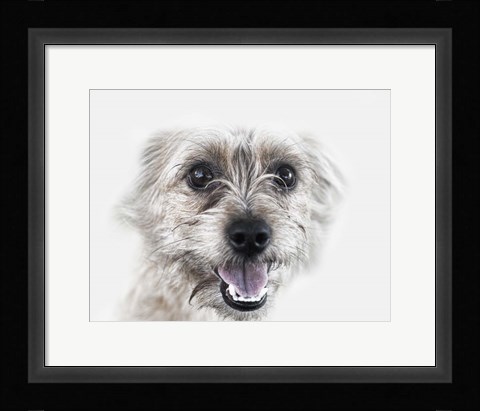 Framed Happy Dog Print