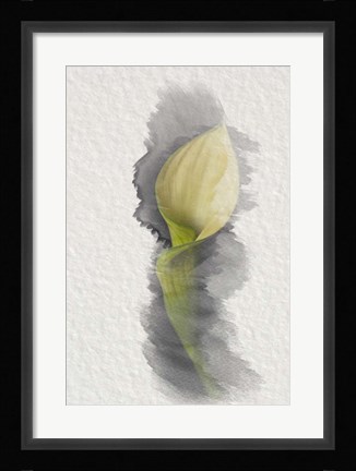 Framed Yellow Calla Lily Print