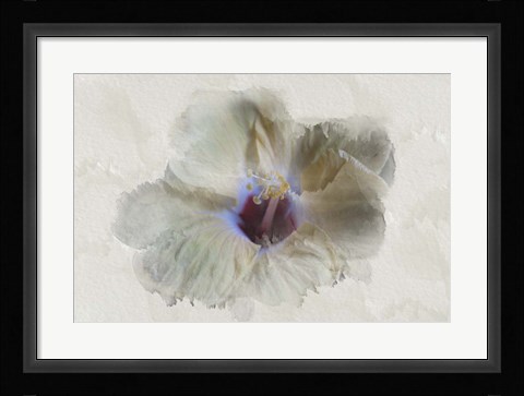 Framed Yellow Wing Hibiscus Print