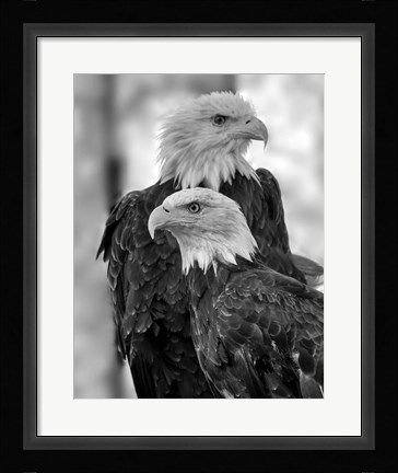 Framed Bald Eagle 3 Print