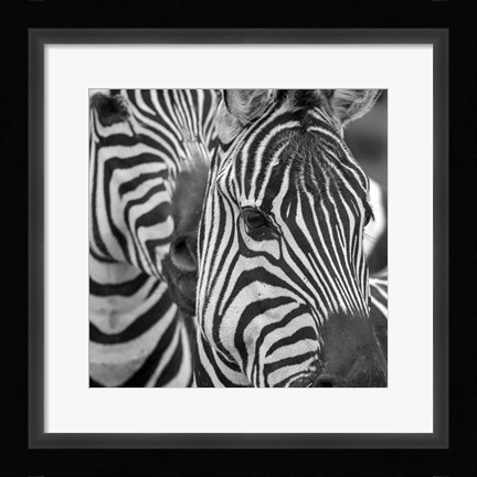 Framed Zebra 2 Print