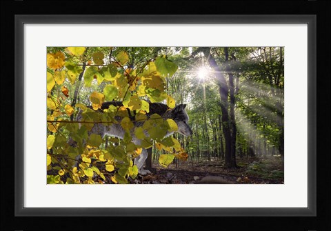 Framed Autumn Shadows Print
