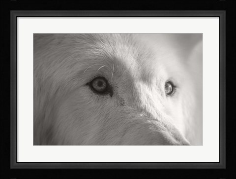 Framed Wolves of Autumn 1 Print