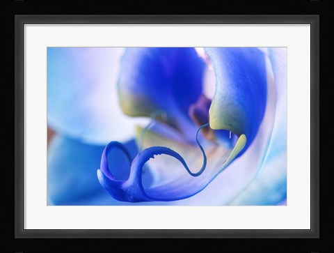 Framed Red, White and Blue Orchid 5 Print