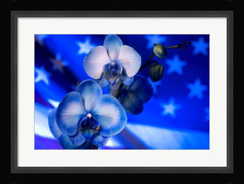 Framed Red, White and Blue Orchid 9 Print