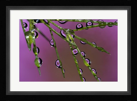 Framed 5 Ultra Macro Print