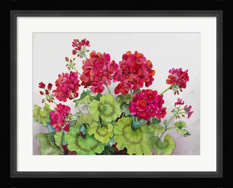 Framed Red Geraniums Print