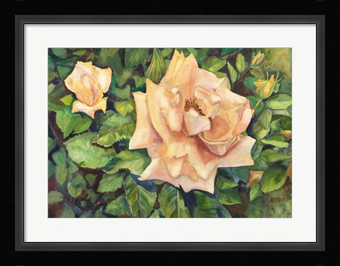 Framed Roses with Buds Print