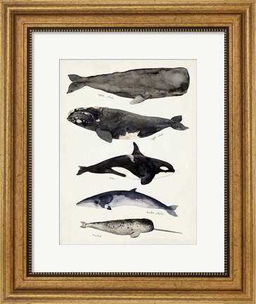 Framed Whale Chart I Print