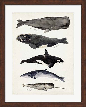 Framed Whale Chart I Print
