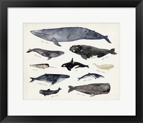 Framed Whale Chart III Print