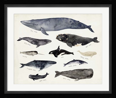 Framed Whale Chart III Print