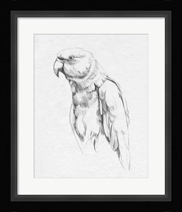 Framed Parrot Portrait I Print