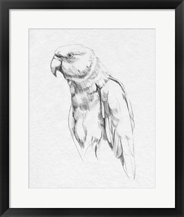 Framed Parrot Portrait I Print