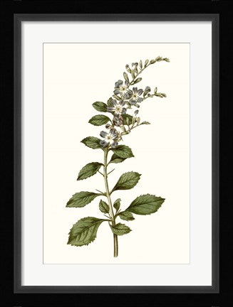 Framed Soft Blue Botanicals I Print