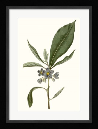 Framed Soft Blue Botanicals II Print