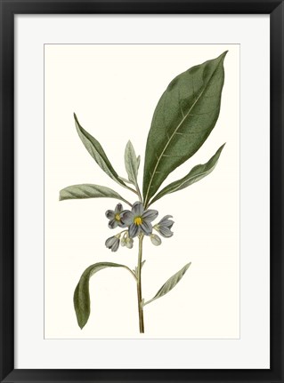 Framed Soft Blue Botanicals II Print