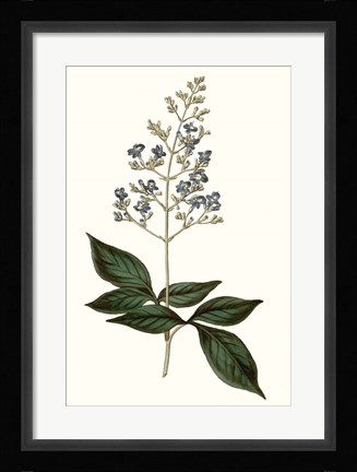 Framed Soft Blue Botanicals IV Print