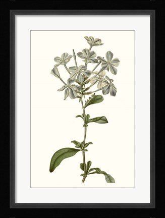 Framed Soft Blue Botanicals VII Print