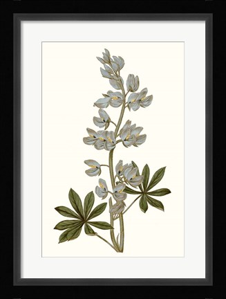 Framed Soft Blue Botanicals VIII Print