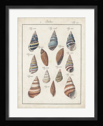 Framed Antique Shell Pair I Print