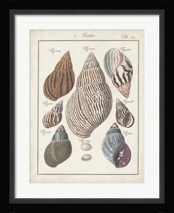 Framed Antique Shell Pair II Print