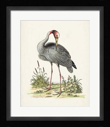 Framed Antique Heron &amp; Cranes I Print