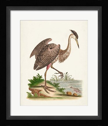Framed Antique Heron &amp; Cranes III Print