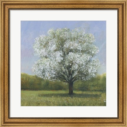 Framed Spring Blossom Tree II Print