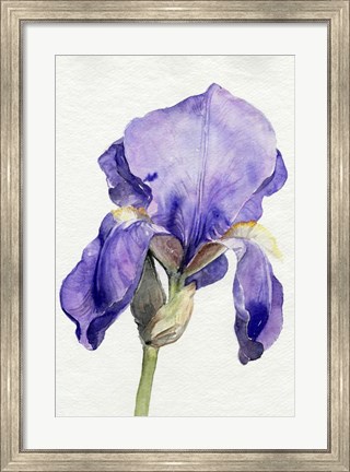 Framed Iris in Bloom I Print