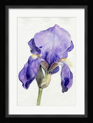 Framed Iris in Bloom I Print