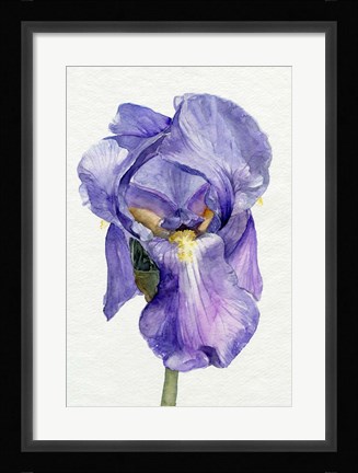 Framed Iris in Bloom II Print