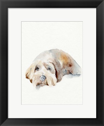 Framed Scruffy Puppy II Print