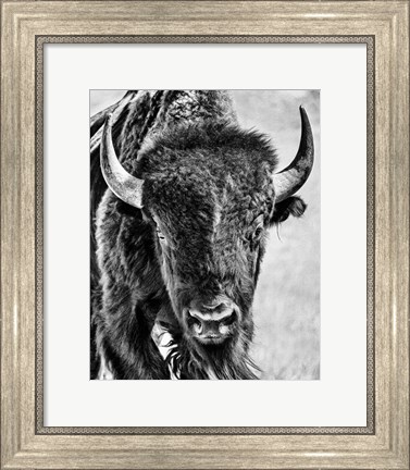 Framed Buffalo Portrait Print