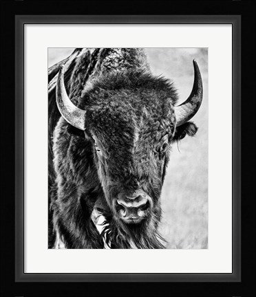 Framed Buffalo Portrait Print