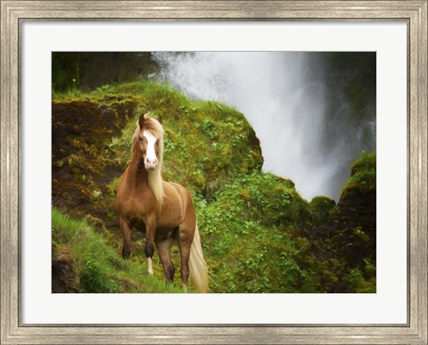 Framed Collection of Horses I Print