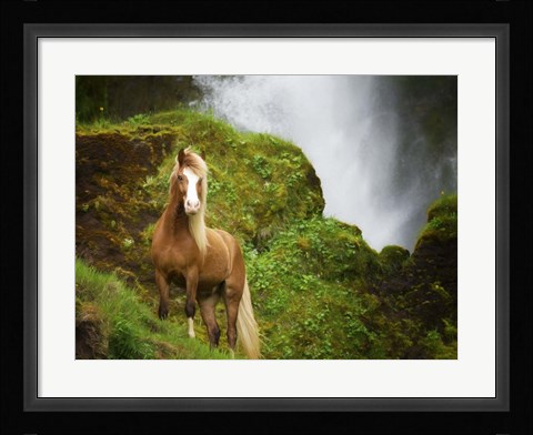 Framed Collection of Horses I Print