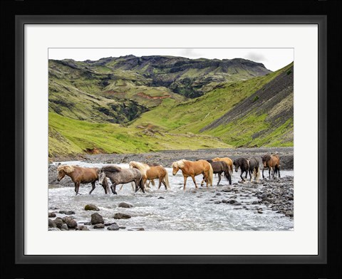 Framed Collection of Horses II Print