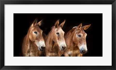 Framed Collection of Horses IV Print