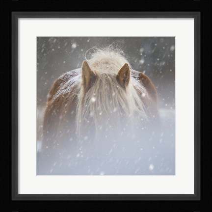 Framed Collection of Horses V Print