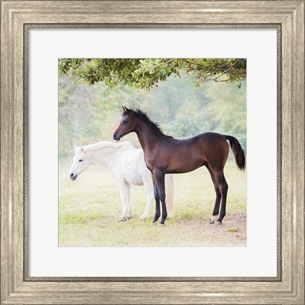 Framed Collection of Horses VII Print