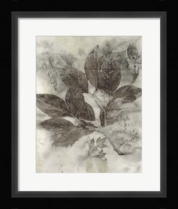 Framed Dogwood Leaves II Print