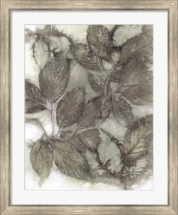 Framed Dogwood Leaves III Print