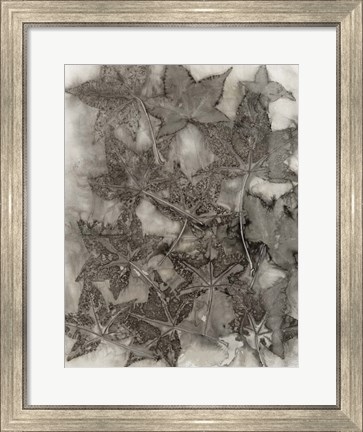 Framed Sweet Gum Leaves Print
