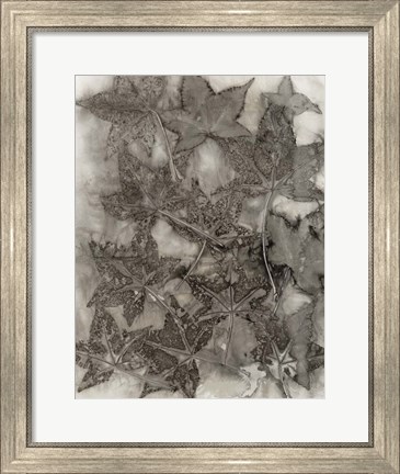 Framed Sweet Gum Leaves Print